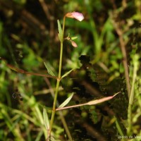 Vandellia micrantha (D.Don) Eb.Fisch., Schäferh. & Kai Müll.